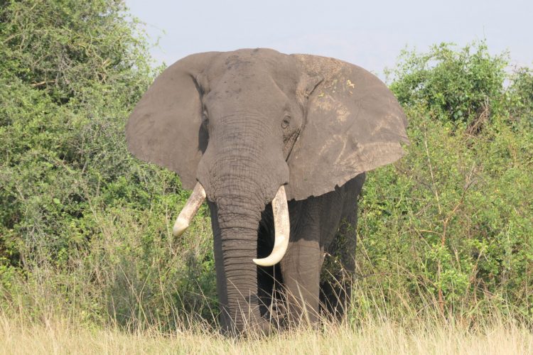 340 Einzelner Elefant