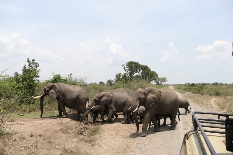 430 Elefantenparade-4