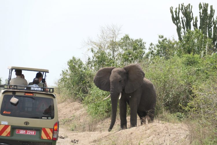 432 Elefantenparade-3