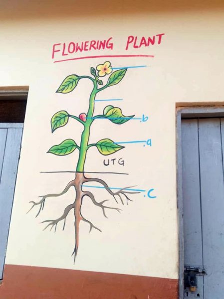 Flowering Plant