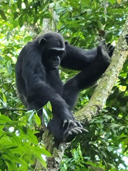 erfolgreiches Schimpansen-Tracking