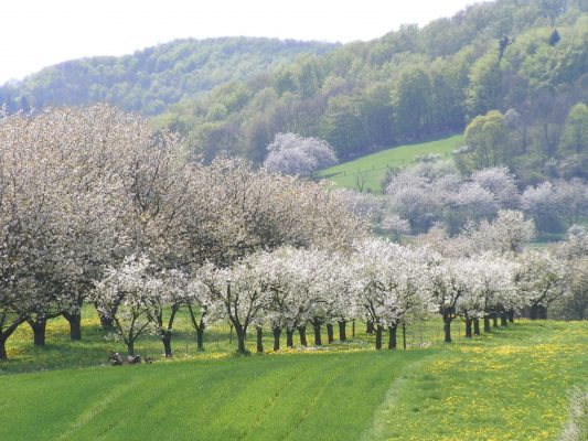 Kirschblüte (Quelle www.werratal.de)