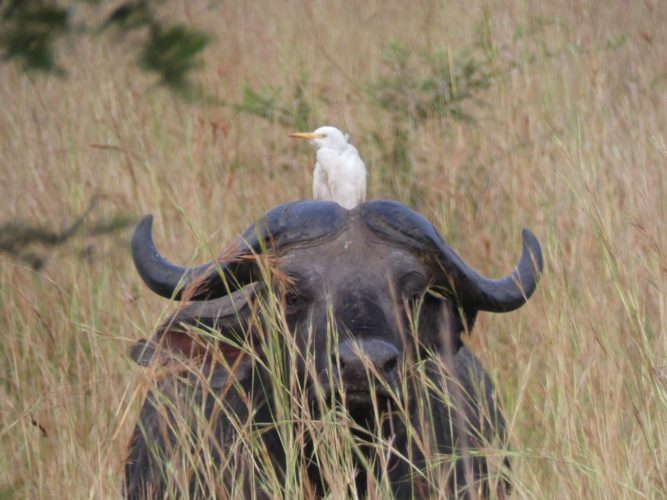 Tiere (59)