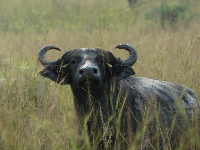Tiere (60)