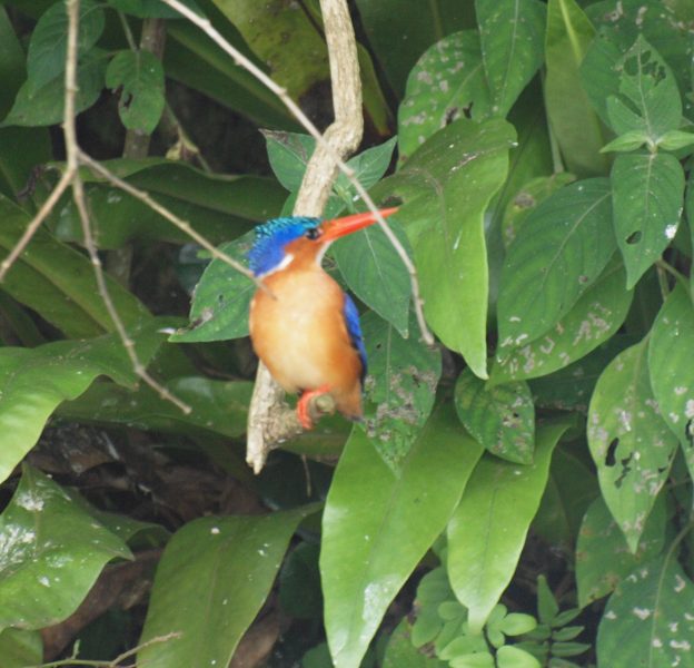 Vögel (14)